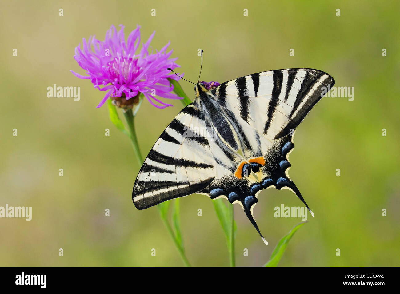 Natur, Tier, Schmetterling, Lepidoptera, Wild, Insekt, Iphiclides Podalirius, knappe Schwalbenschwanz, Schweiz Stockfoto