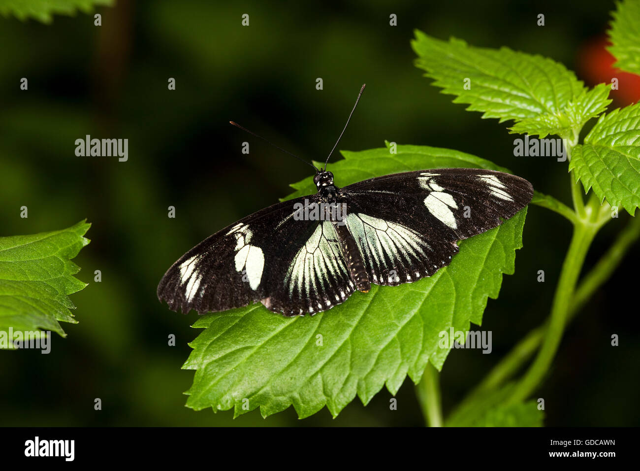 Afrikanische Schwalbenschwanz Papilio Dardanus, Schmetterling auf Blatt Stockfoto
