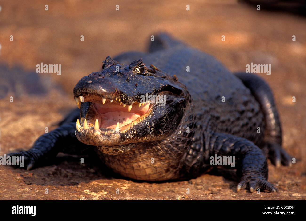 BREITE Nase CAIMAN Caiman Latirostris, Erwachsene mit offenem Mund, PANTANAL IN Brasilien Stockfoto