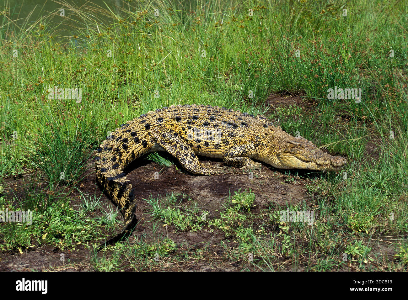 AUSTRALISCHE SALWATER Krokodil oder LEISTENKROKODIL Crocodylus porosus Stockfoto
