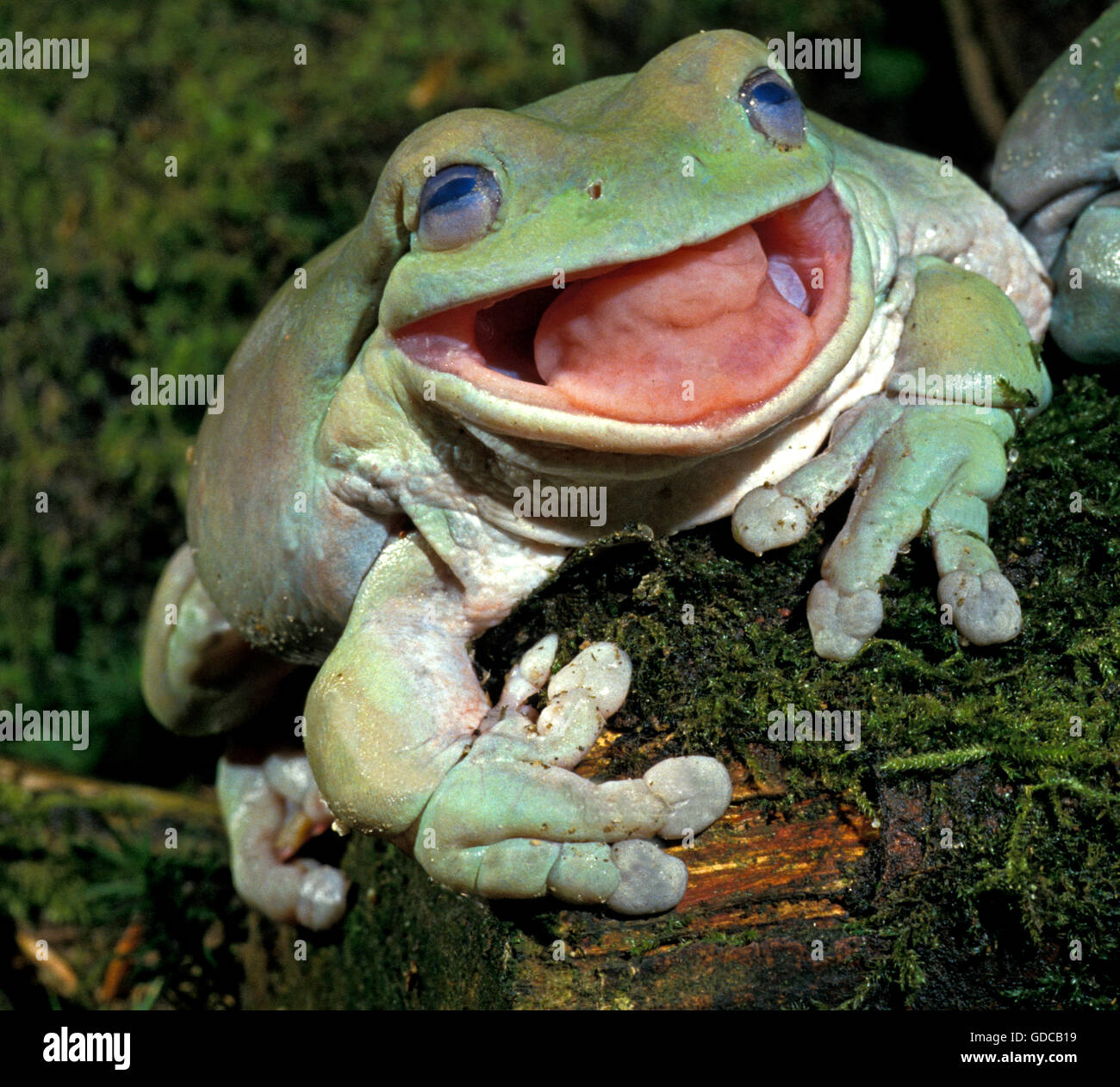 WEIß ist Laubfrosch Litoria Caerulea, Erwachsene mit offenem Mund, Australien Stockfoto