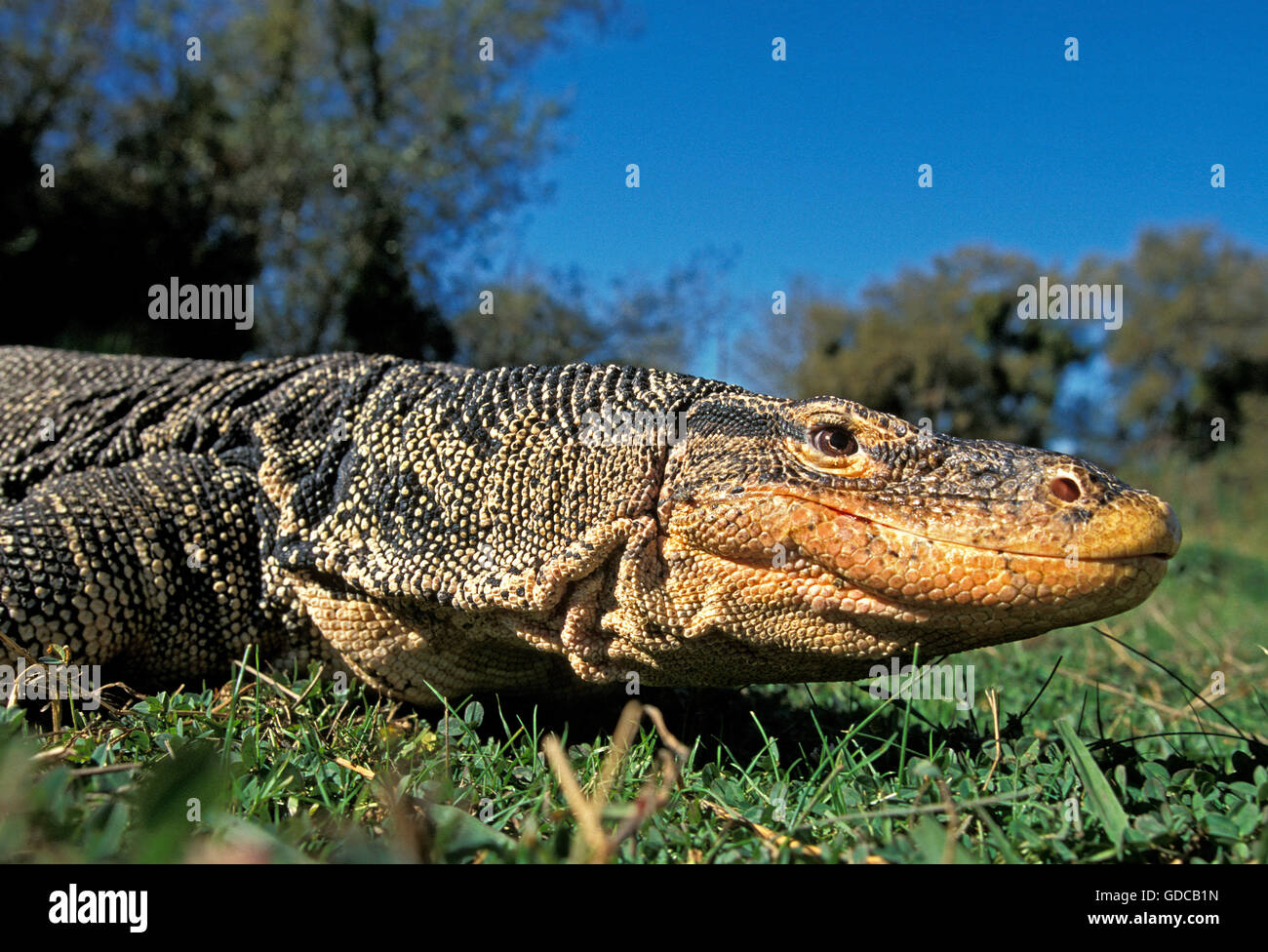 Wasser-Waran, Varanus Salvator, Nahaufnahme des Kopfes Stockfoto