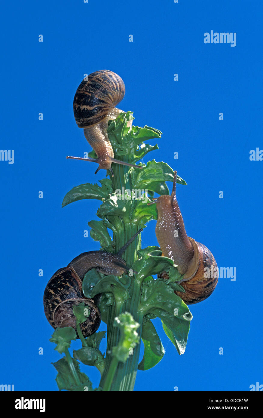 Braun Garten Schnecke Helix aspersa Stockfoto