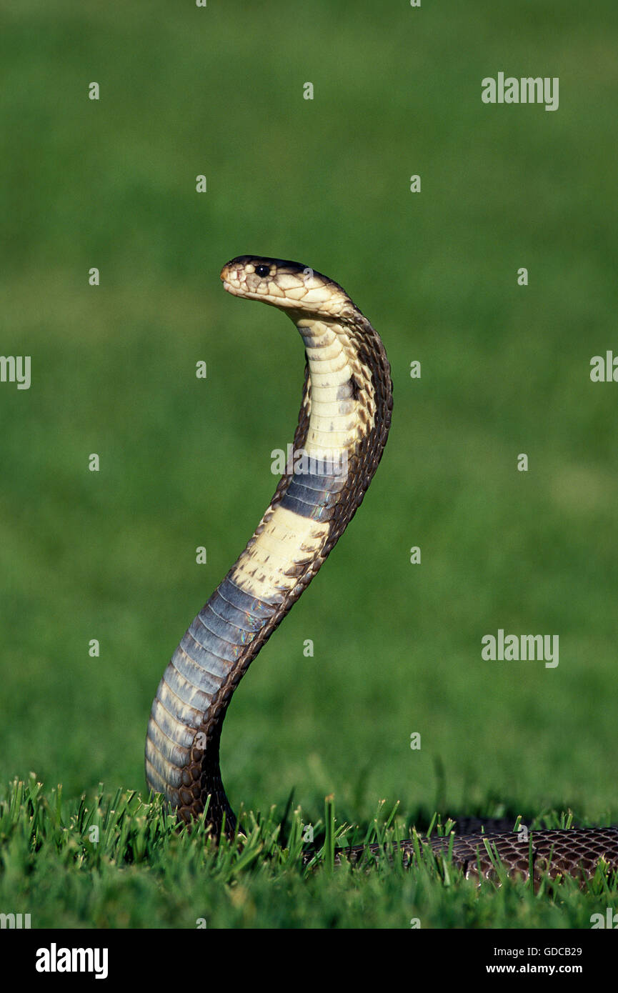 Indische Kobra, Naja Naja, Venemous Specy Stockfoto