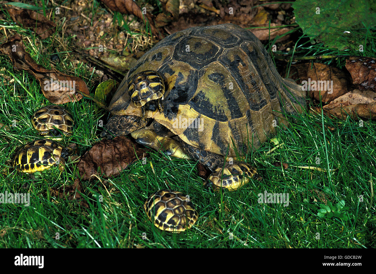 Hermanns die Schildkröten, Testudo Hermanni, Weibchen mit jungen Stockfoto