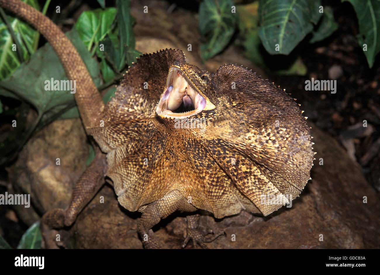 Krause-necked Eidechse, Chlamydosaurus Kingii, Erwachsene mit Rüschen angehoben und offenem Mund, Defensive Haltung, Australien Stockfoto
