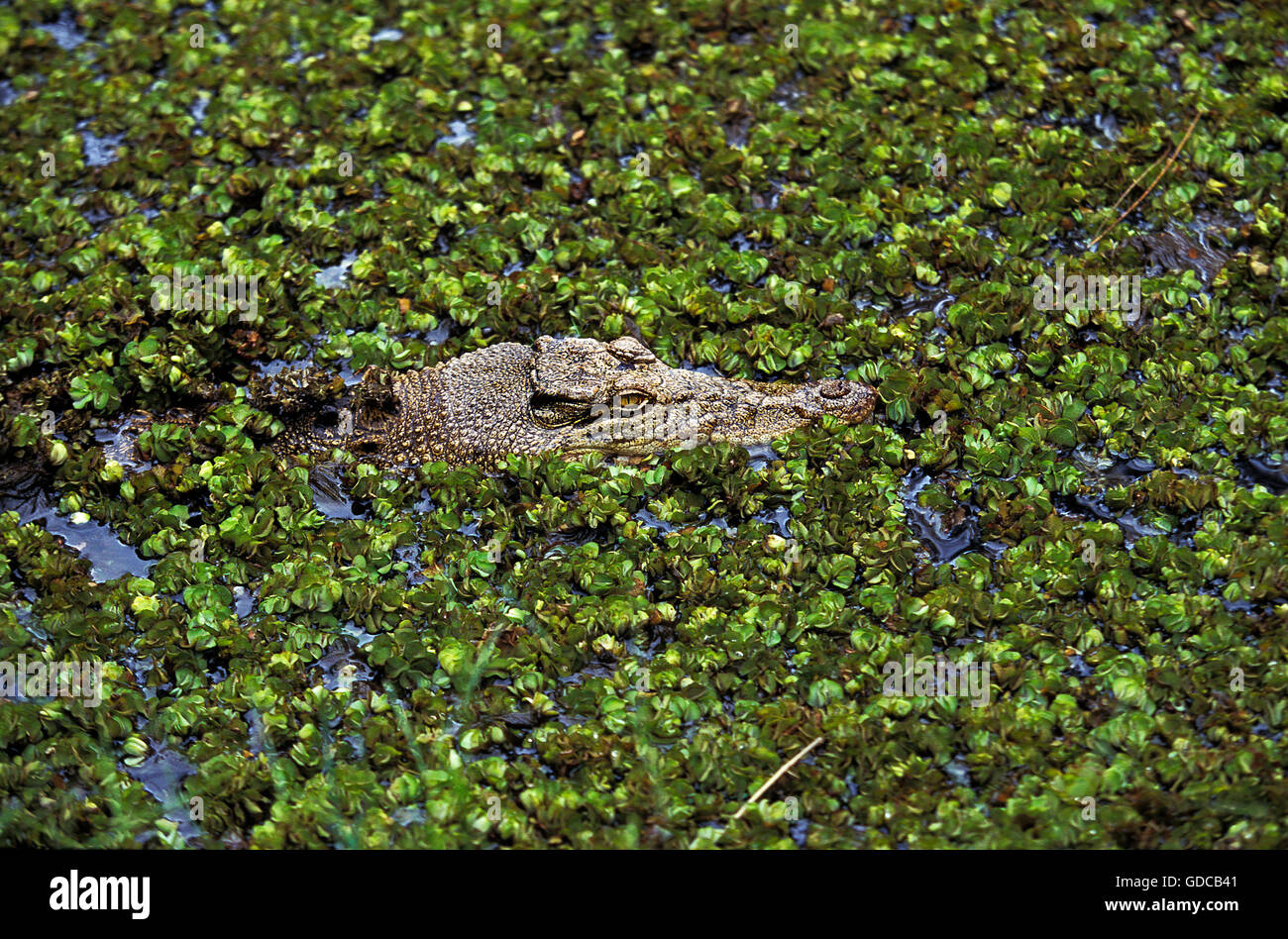 Australische Leistenkrokodil oder Leistenkrokodil, Crocodylus Porosus, Erwachsenen getarnt, Australien Stockfoto