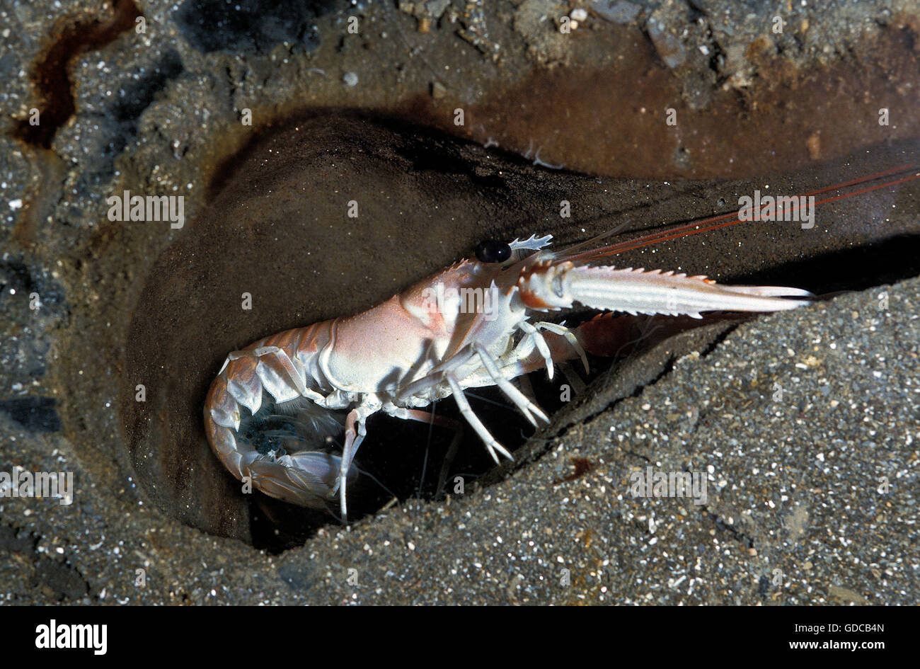 Kaisergranat, Nephrops Norvegicus, Erwachsene im Tunnel Stockfoto