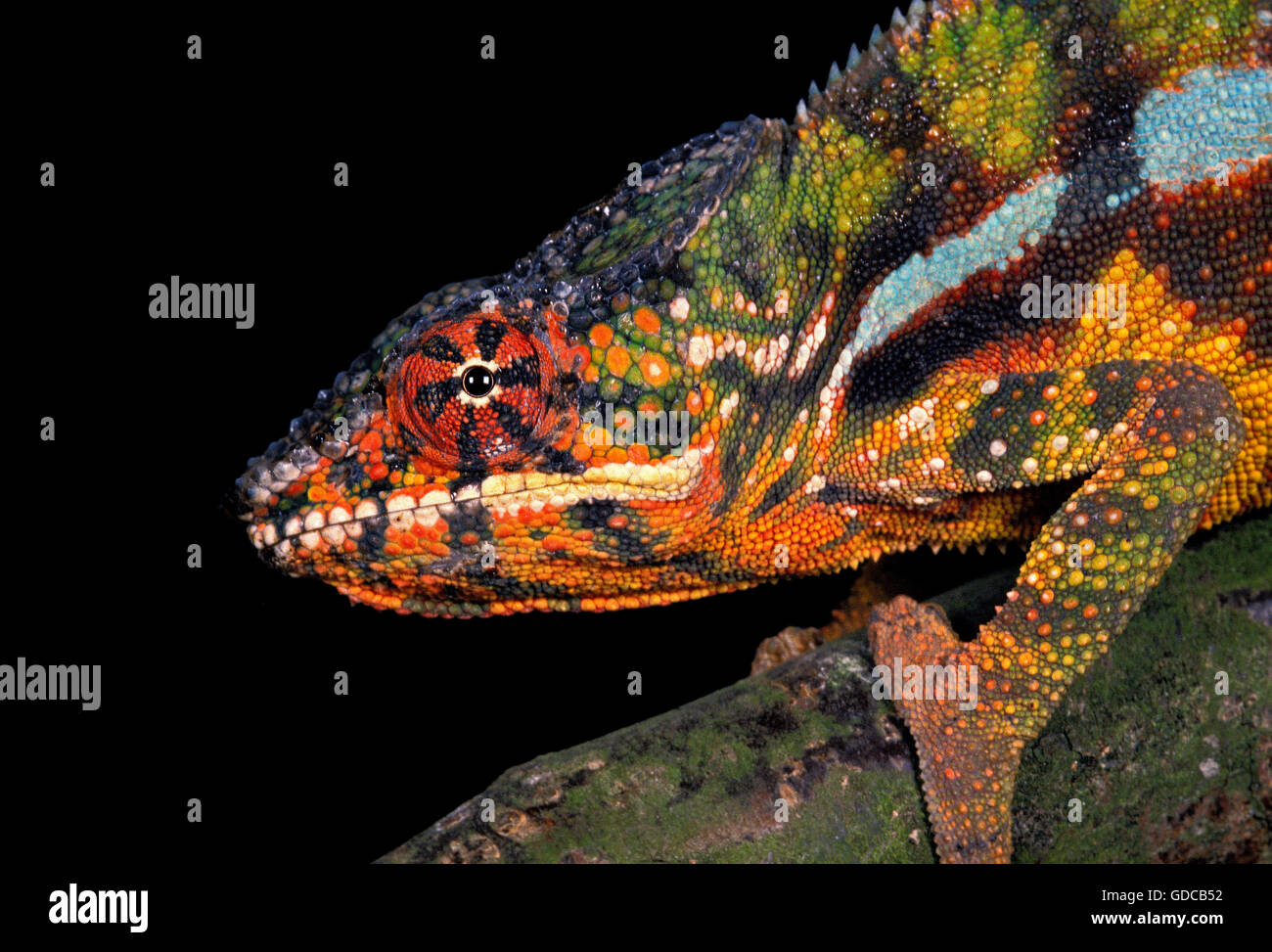 JEWELLED Chamäleon oder Teppich Chamäleon Furcifer Lateralis, Porträt von Erwachsenen Stockfoto