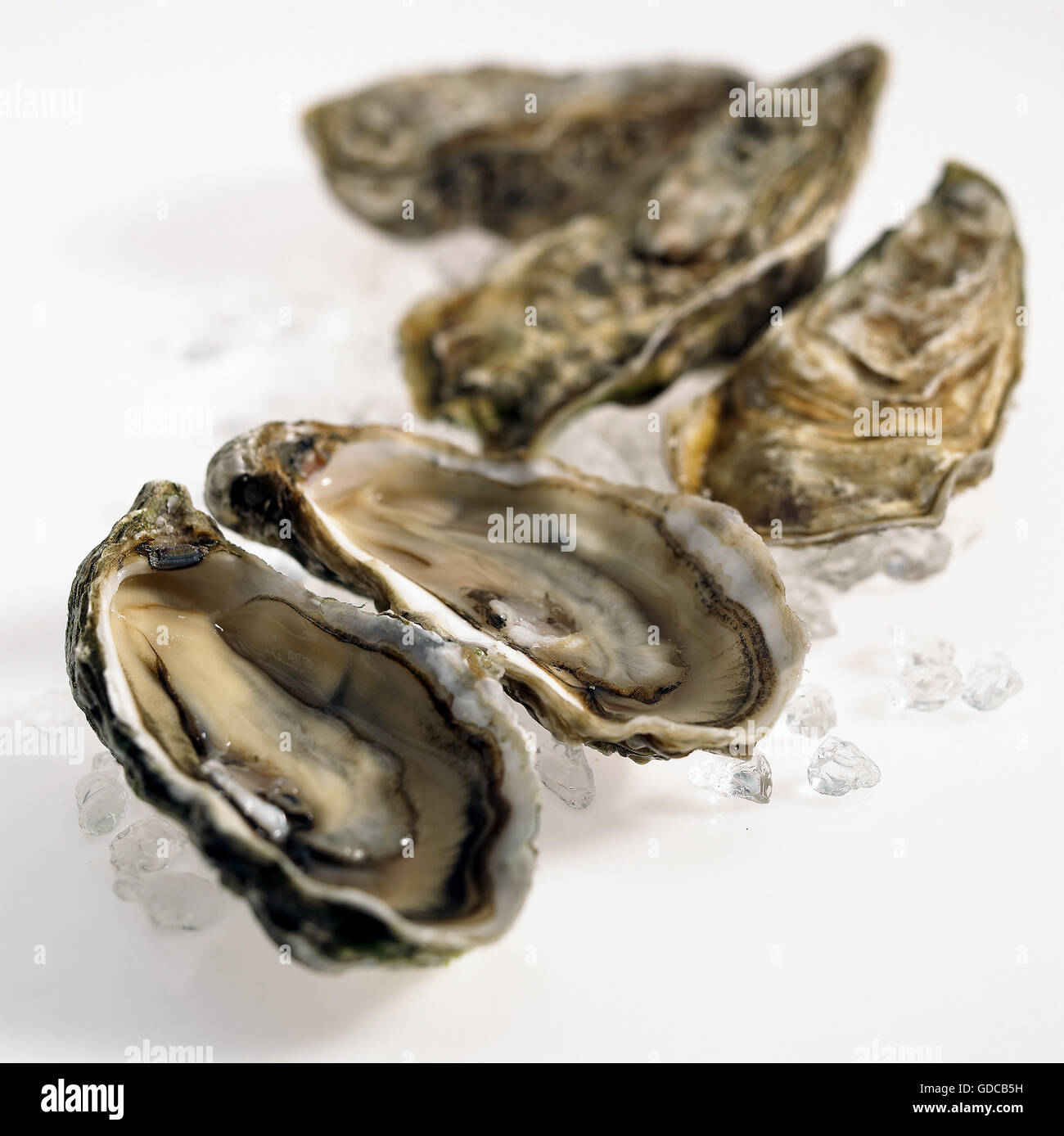 FRISCHE Austern Ostrea Edulis alte WHITE BACKGROUND Stockfotografie - Alamy