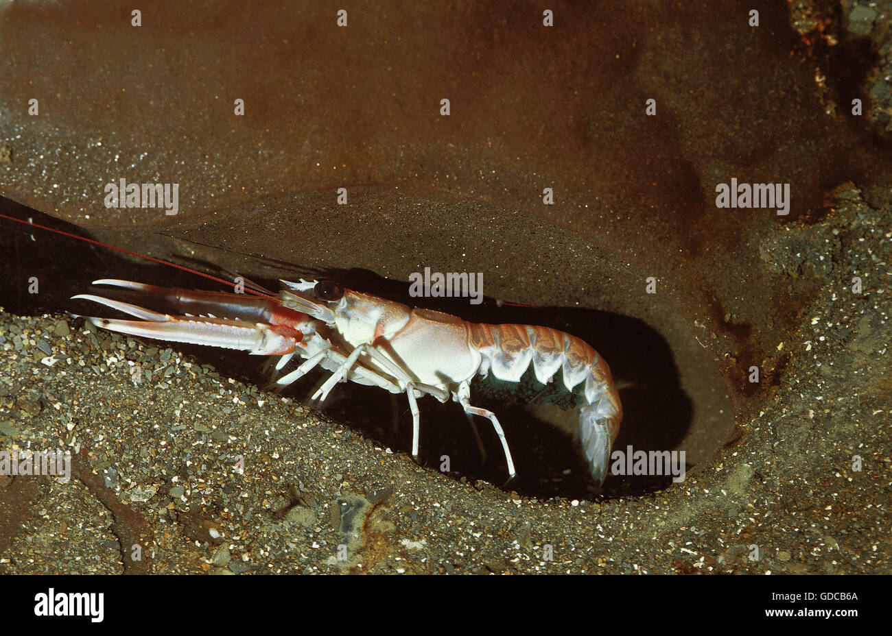 Kaisergranat Nephrops Norvegicus, Erwachsene IN Galerie Stockfoto