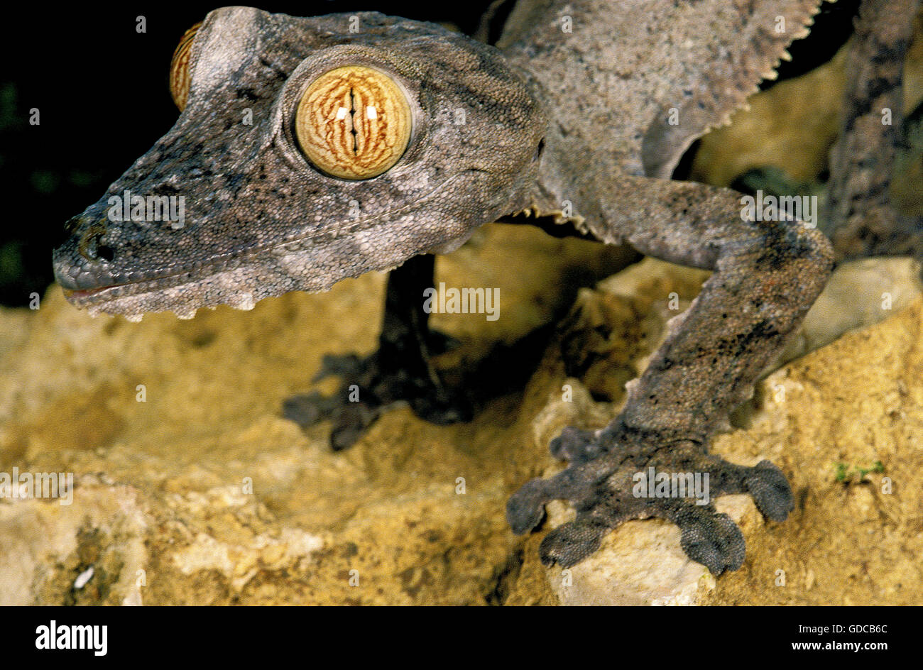 Blatt-Tailed Gecko Uroplatus Fimbriatus, Nahaufnahme des Kopfes Stockfoto