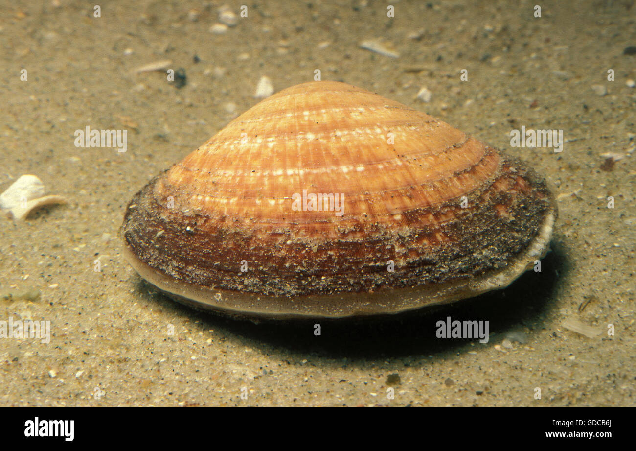 Hund Cockle Shell, Glycymeris glycymeris Stockfoto