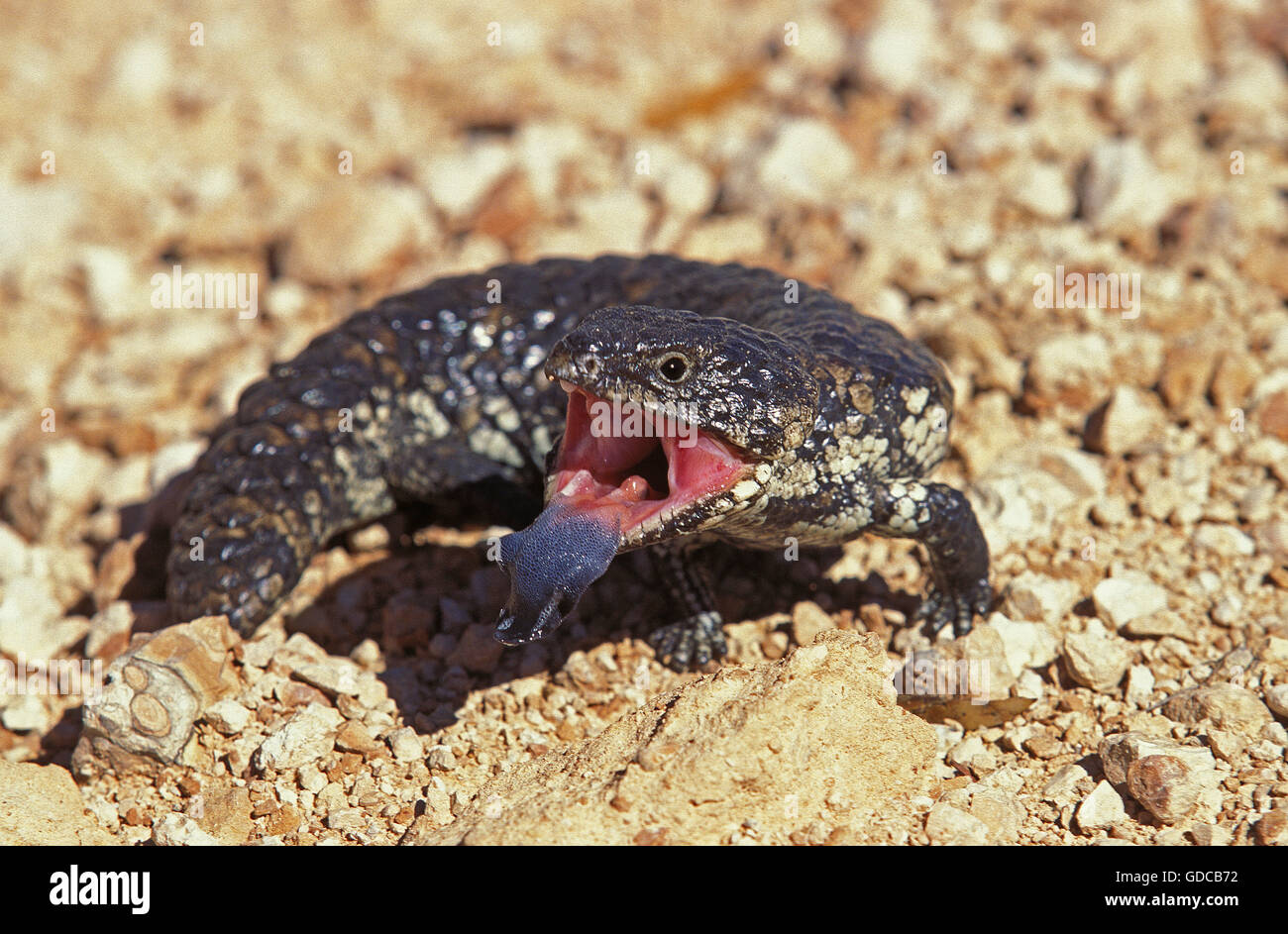 Stumpf TAILED SKINK Tiliqua Rugosa IN Australien, Zunge kleben Stockfoto