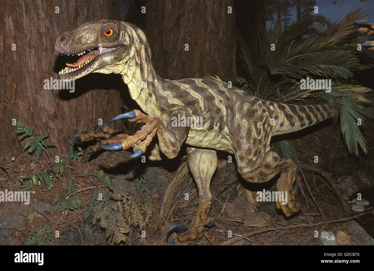 DEINONYCHUS ANTIRRHOPUS, EINEM ZWEIBEINIGEN WURDE FLEISCHFRESSENDER DINOSAURIER AUS DER KREIDEZEIT Stockfoto