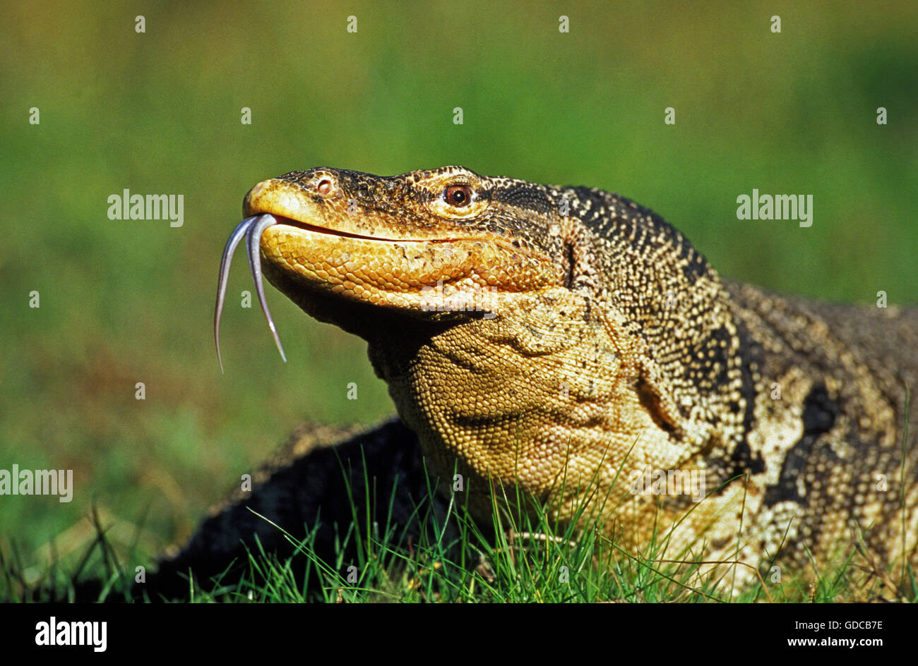 Wasser-Waran, Varanus Salvator, Erwachsenen auf dem Rasen, mit Zunge heraus Stockfoto
