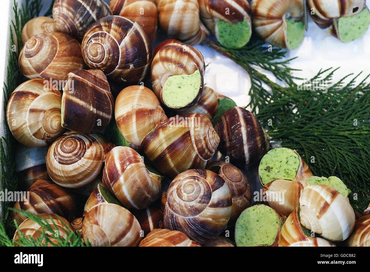 ROMAN SNAIL Helix Pomatia, Rezept mit Knoblauchbutter Stockfoto