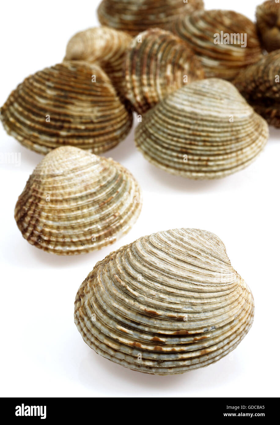 Muschel, Venus verzweigt, Muscheln vor weißem Hintergrund Stockfoto