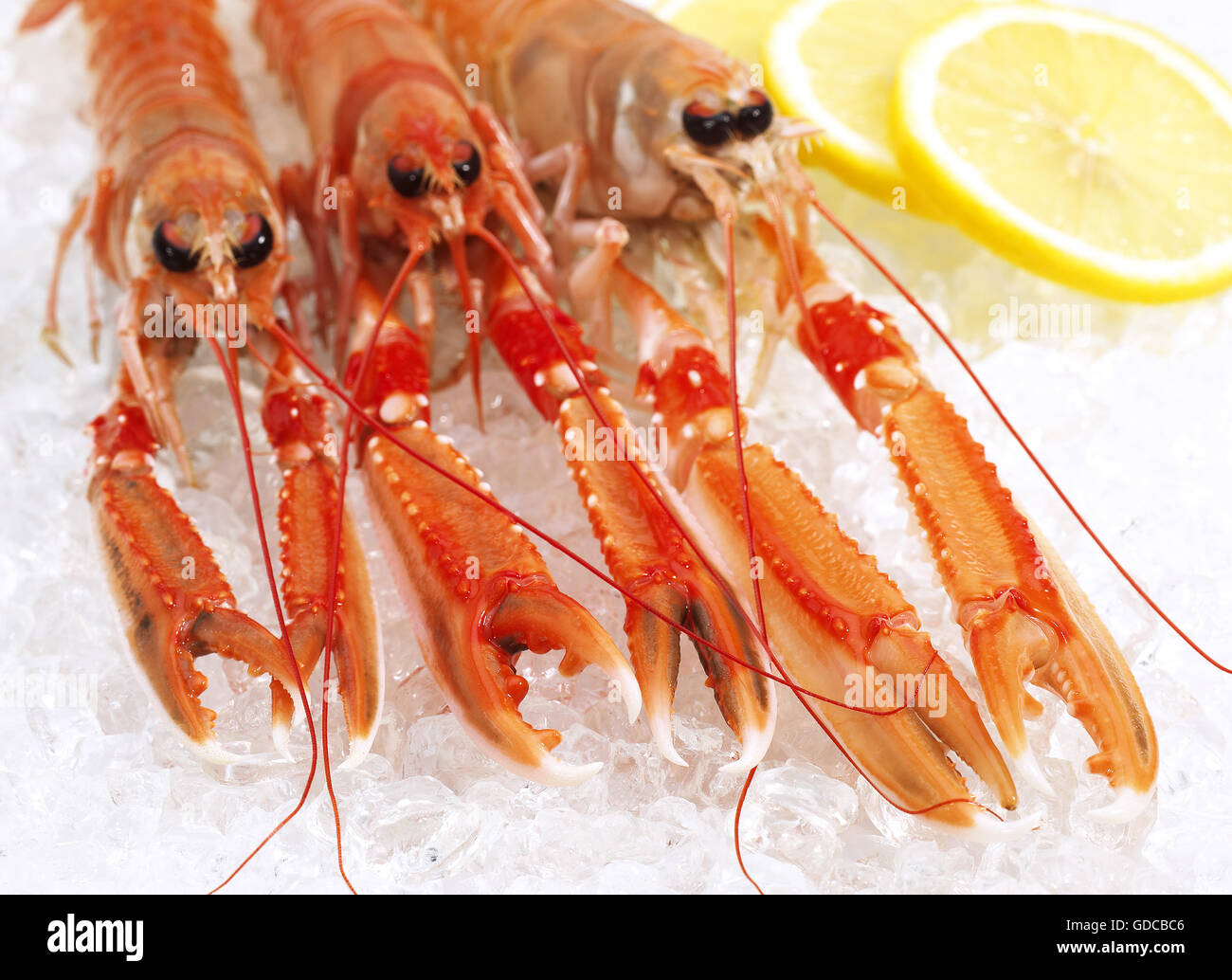 Dublin Bay Garnelen oder Kaisergranat oder Scampi, Nephrops Norvegicus, Krebstiere und Zitronensaft auf Eis Stockfoto
