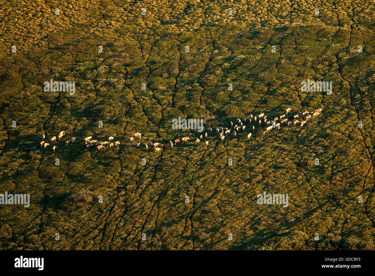 Western arctic Caribou, Herde, Karibus, Rentier, Rangifer Tarandus, Tiere, national Petroleum Reserve, Alaska Stockfoto