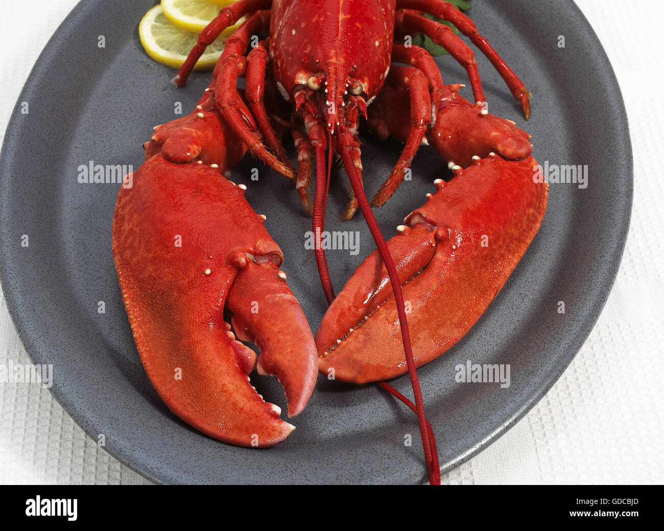 GEKOCHTE Hummer Häutung Gammarus ON PLATE Stockfoto