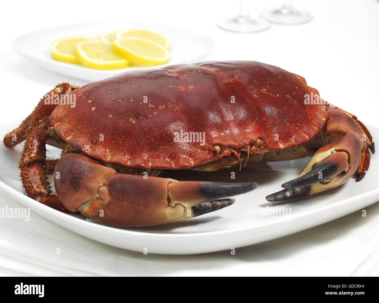 ESSBARE Krabbe Cancer Pagurus IN Platte mit Scheiben der Zitrone Stockfoto