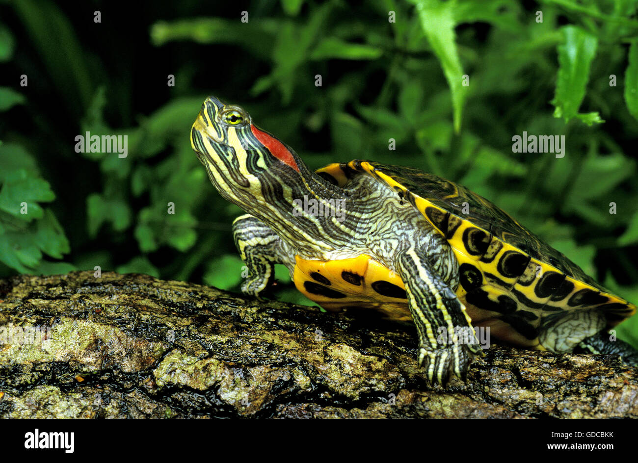 Rot-Schmuckschildkröte Schildkröte ist Scripta elegans Stockfoto