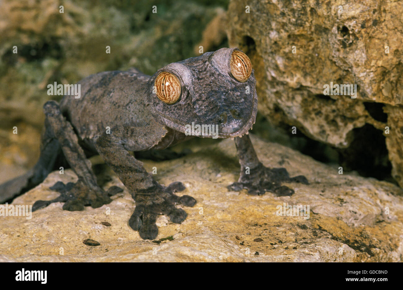 Blatt-Tailed Gecko Uroplatus Fimbriatus, Erwachsene Stockfoto