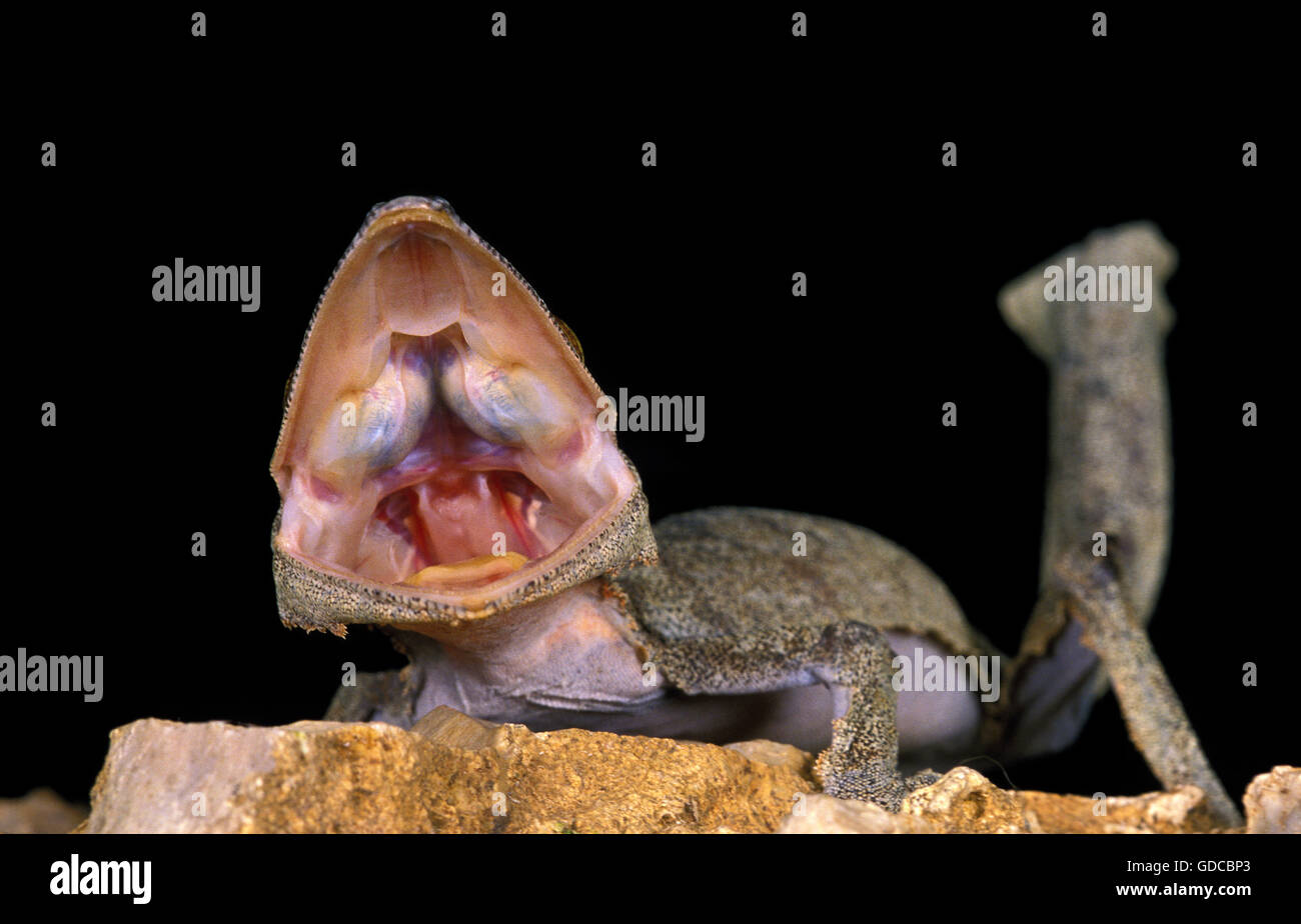 Blatt-Tailed Gecko Uroplatus Fimbriatus, Erwachsene mit offenem Mund, aggressives Verhalten Stockfoto