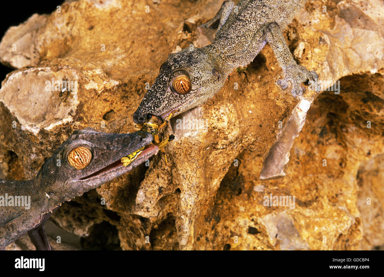 Blatt-Tailed Gecko Uroplatus Fimbriatus, Erwachsene Essen Grasshoper Stockfoto
