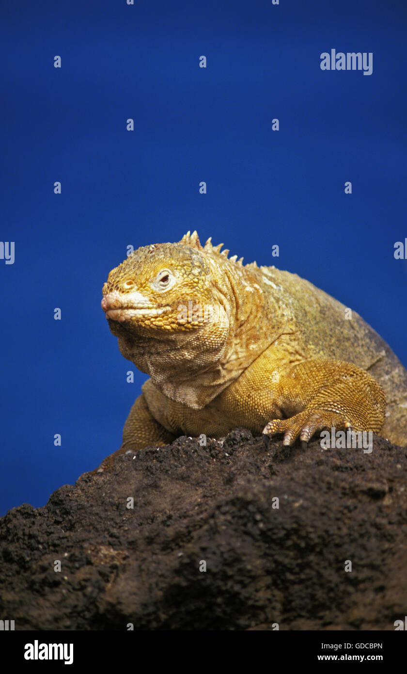 Galapagos Land Iguana, Conolophus Subcristatus, Erwachsene auf Felsen, Galapagos-Inseln Stockfoto