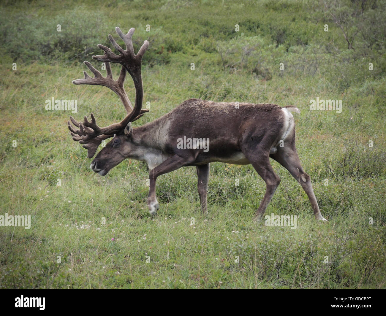 Bull Caribou (Rangifer Tarandus) mit Geweih aus Samt, der ihr Wachstum nährt, bis es vor der Brunft Herbst vergossen wird. Stockfoto