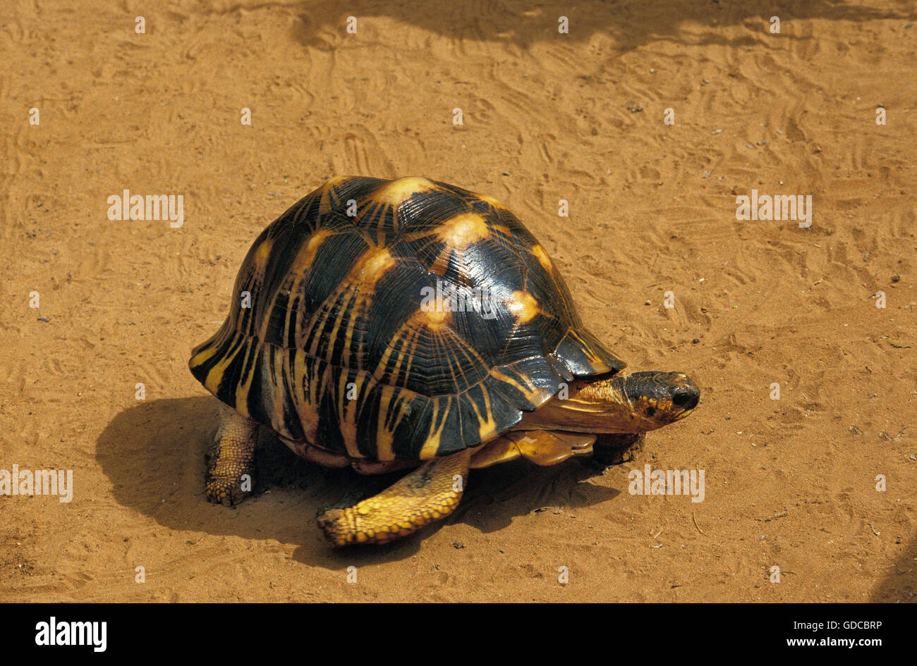 Madagaskar strahlte Turtoise, Geochelone Radiata, Erwachsene Stockfoto
