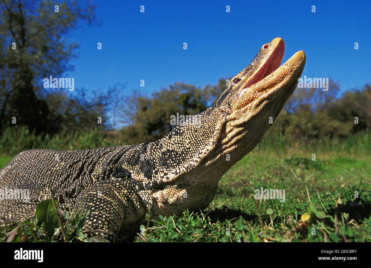 Wasser-Waran, Varanus Salvator, Erwachsene auf Rasen mit Mund geöffnet Stockfoto