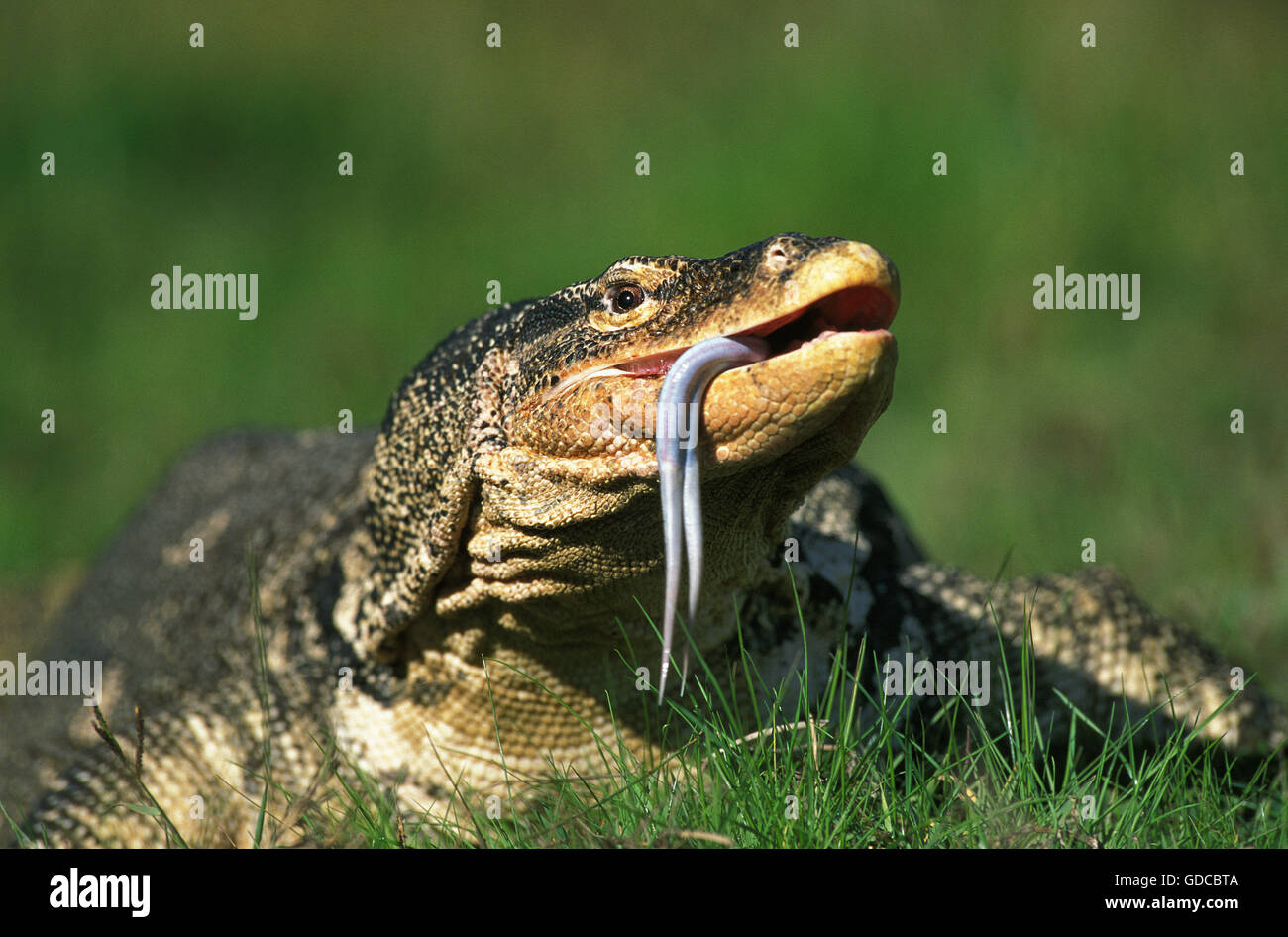 Wasser-Waran, Varanus Salvator, Erwachsene auf Rasen mit Zunge heraus Stockfoto