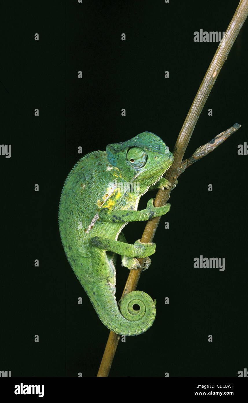 Klappe-NECKED Chamäleon Chamaeleo Dilepis, Erwachsene ON BRANCH Stockfoto