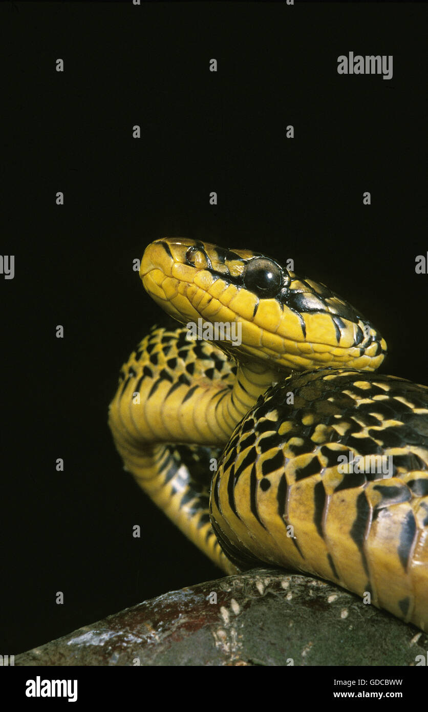 Tropischen Ratte Schlange, Spilotes Pullatus, Erwachsene vor schwarzen Hintergrund Stockfoto