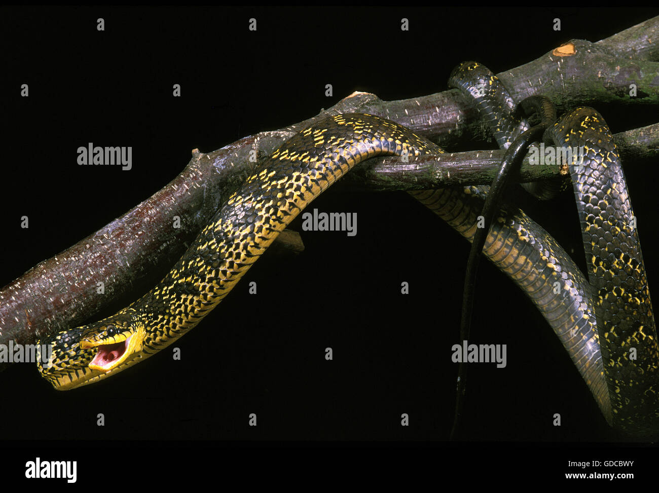 Tropischen Ratte Schlange, Spilotes Pullatus, Erwachsene vor schwarzen Hintergrund Stockfoto