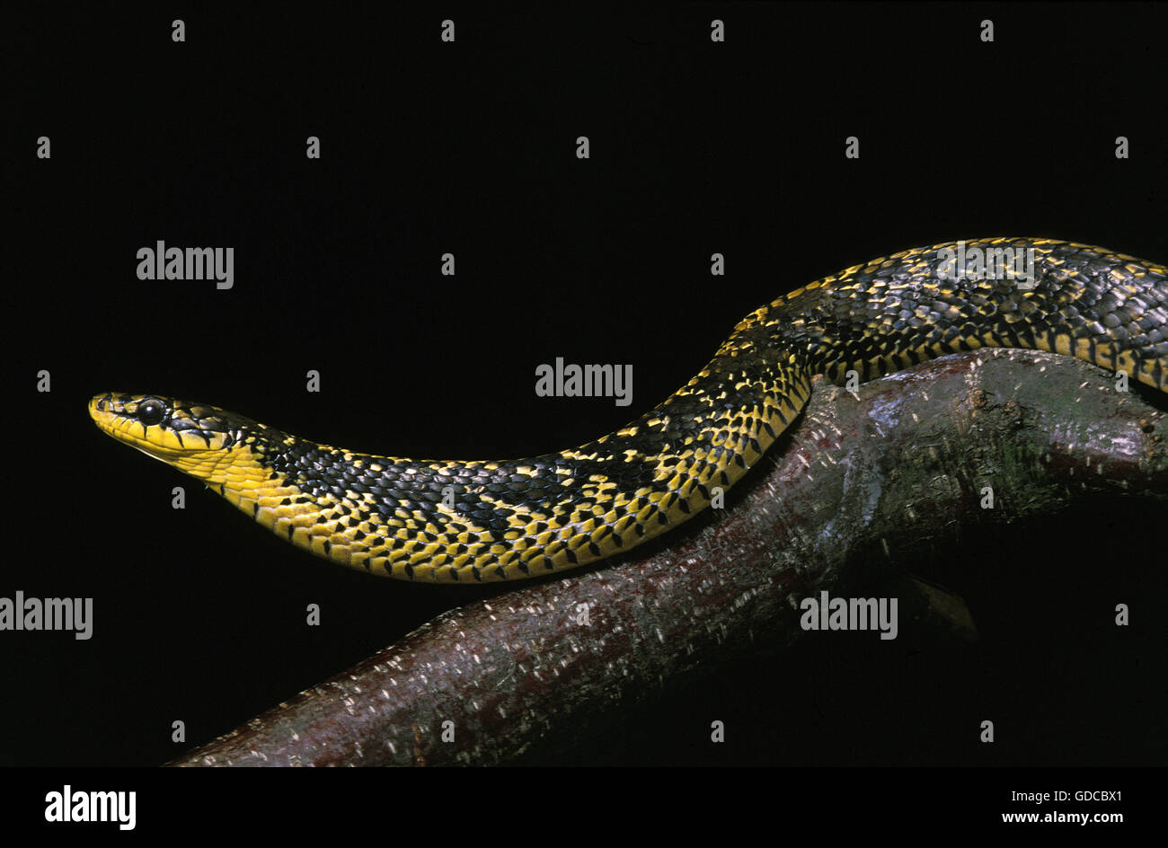 Tropischen Ratte Schlange, Spilotes Pullatus, Erwachsene vor schwarzen Hintergrund Stockfoto