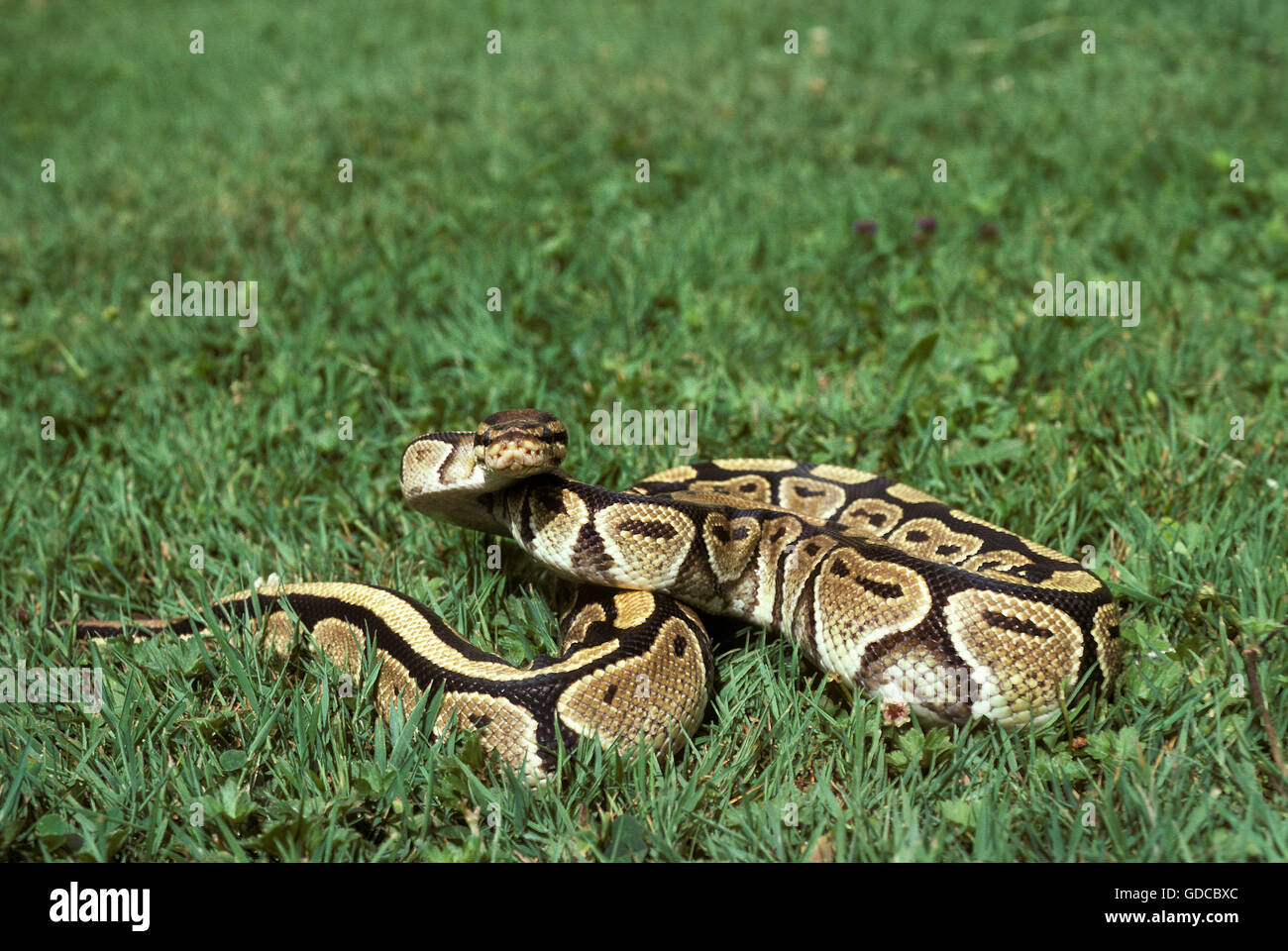 Königliche Python, Python Regius, Erwachsene auf Rasen Stockfoto