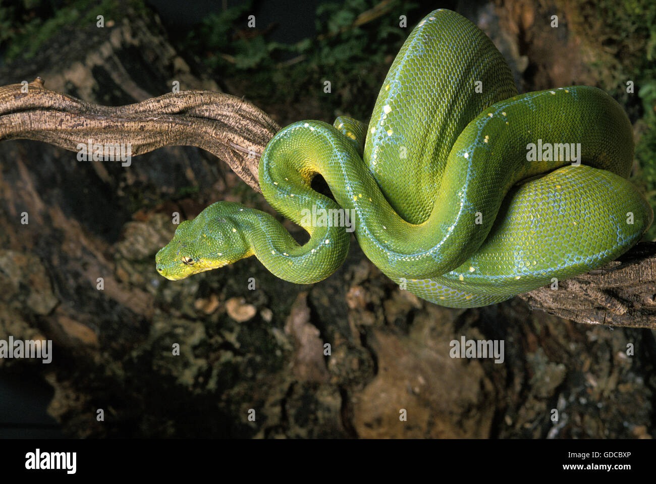 Grüner Baumpython Morelia viridis Stockfoto