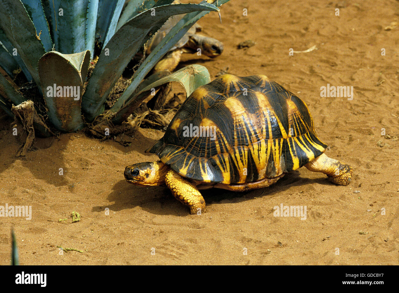Madagaskar strahlte Turtoise, Geochelone radiata Stockfoto