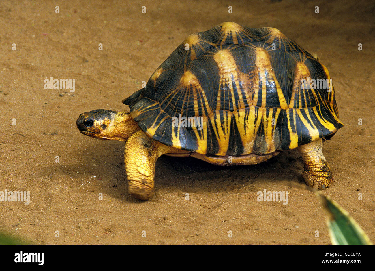 Madagaskar strahlte Turtoise, Geochelone radiata Stockfoto