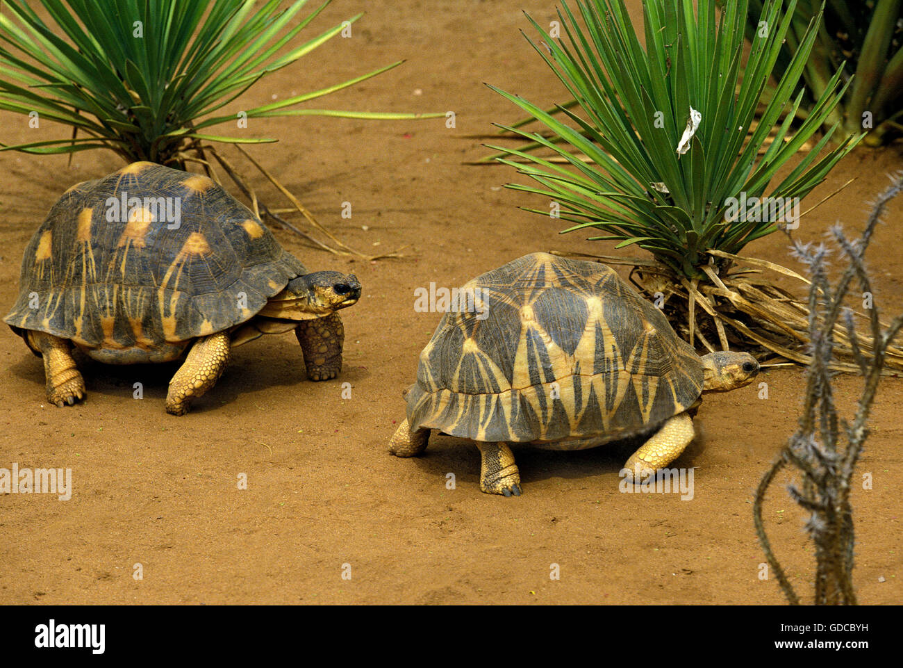 Madagaskar strahlte Turtoise, Geochelone Radiata, Madagaskar Stockfoto