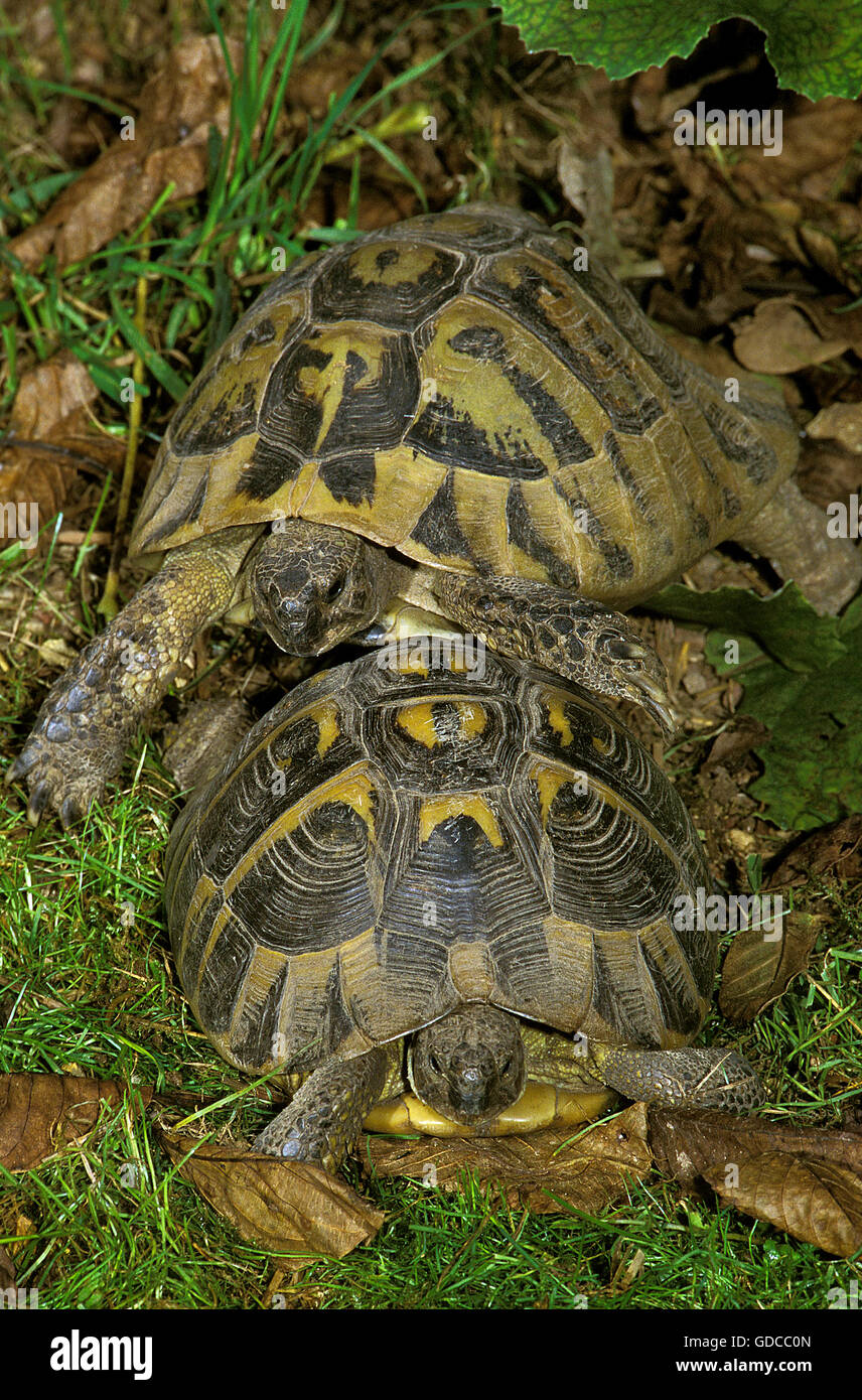 Hermanns die Schildkröten, Testudo Hermanni, Erwachsene Stockfoto