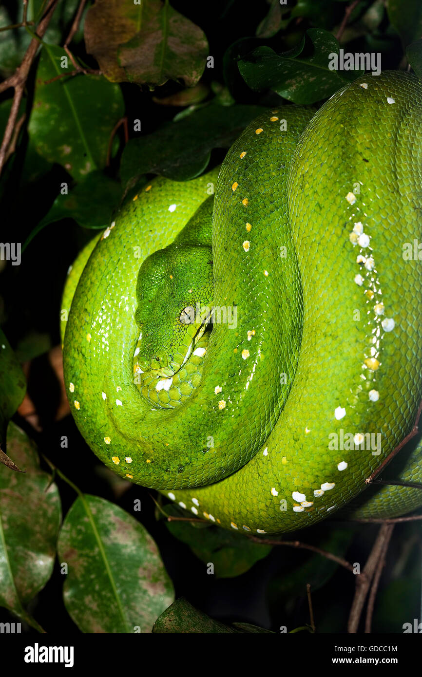 Grüner Baum PHYTON Morelia Viridis, Erwachsene Stockfoto