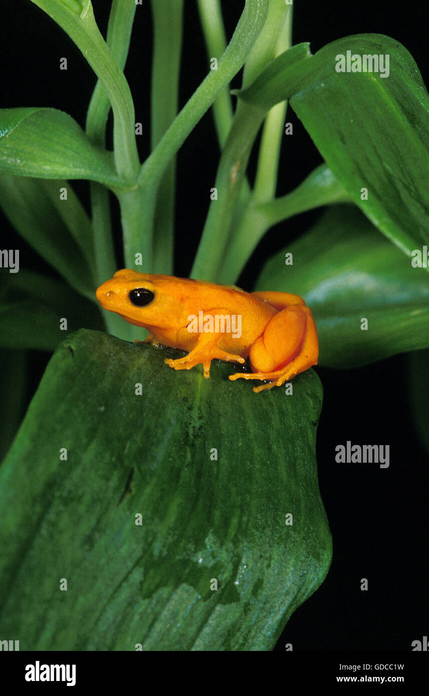 Golden Mantella Frog, Mantella Aurantiaca, Erwachsene auf Ast Stockfoto