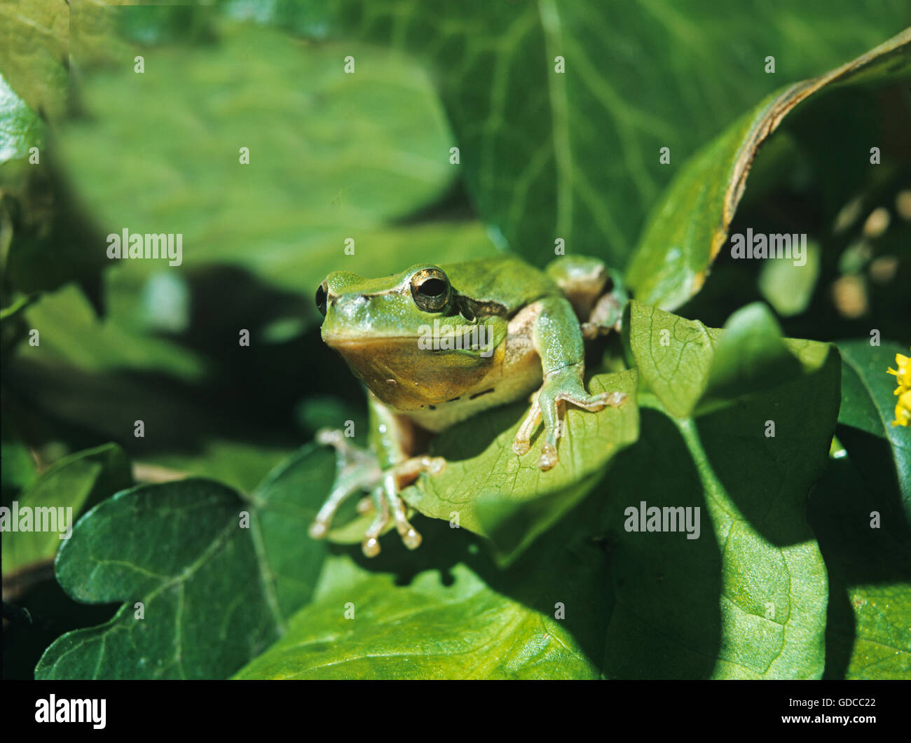Europäischer Laubfrosch Hyla Arborea, Erwachsene ON Blatt, Normandie IN Frankreich Stockfoto