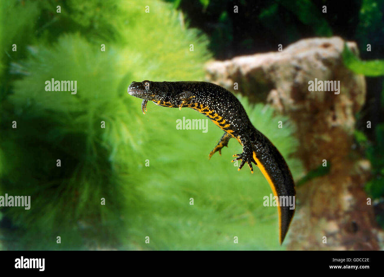 BERGMOLCH Triturus Alpestris, Normandie IN Frankreich Stockfoto