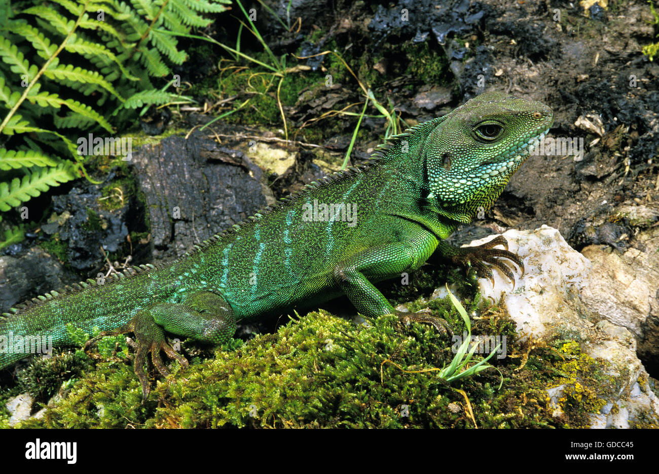 Chinese Water Dragon, Physignathus Cocincinus, Erwachsene auf Felsen Stockfoto